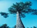 Tree service | Colorado